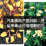 汽车保险产品创新：开启未来出行保障新纪元（图2）